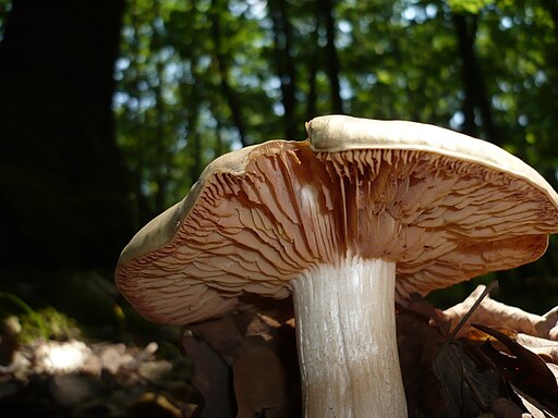 Riesen-Rötling, Entoloma sinuatum