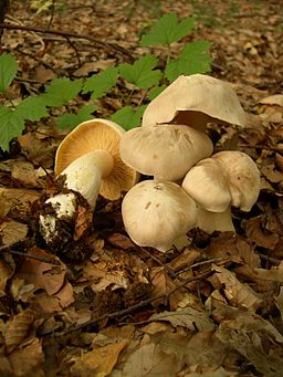 Riesen-Rötling, Entoloma sinuatum