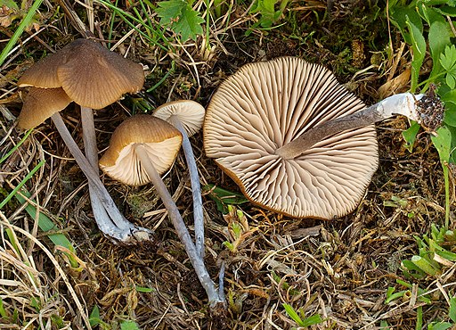 Montaner Blaustiel-Zärtling, Entoloma sodale