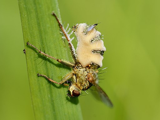 Fliegentöter