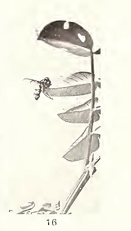 Fliegentöter, Entomophthora muscae
