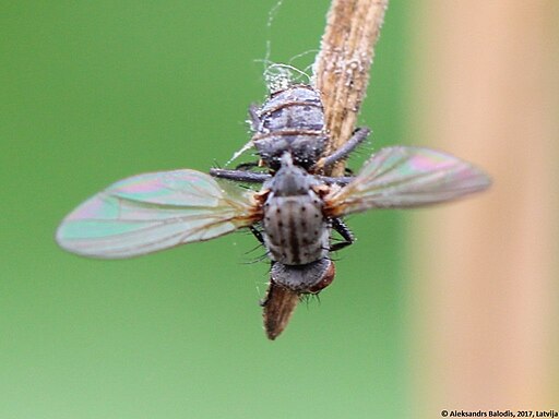 Fliegentöter, Entomophthora muscae