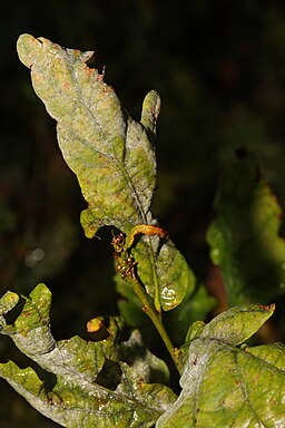 Eichenmehltau, Erysiphe alphitoides
