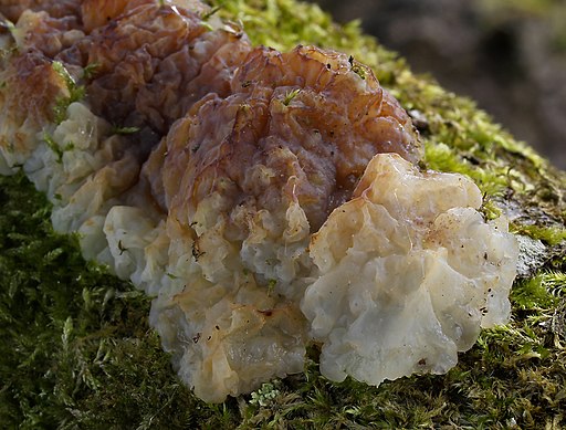 Knorpeliger Drüsling, Exidia cartilaginea