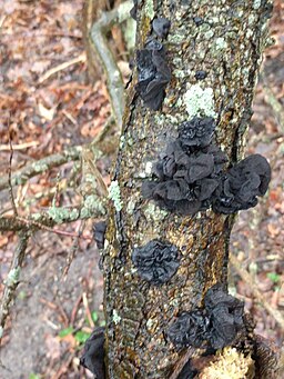 Stoppeliger Drüsling, Exidia glandulosa