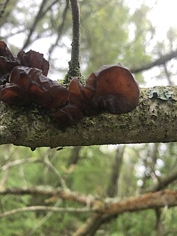 Kreisel-Drüsling, Exidia recisa