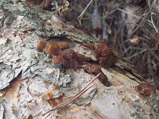 Kandisbrauner Drüsling, Exidia saccharina