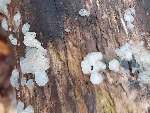 Weißlicher Drüsling, Exidia thuretiana