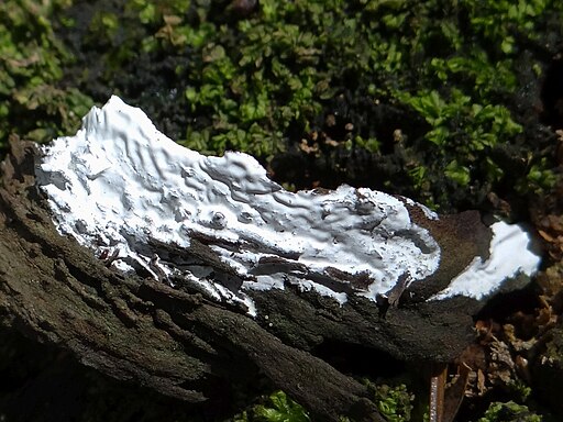 Kalkfarbene Gallertkruste, Exidiopsis calcea