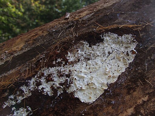 Kalkfarbene Gallertkruste, Exidiopsis calcea