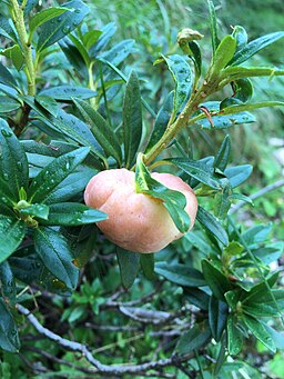 Alpenrosen-Nacktbasidie, Exobasidium rhododendri
