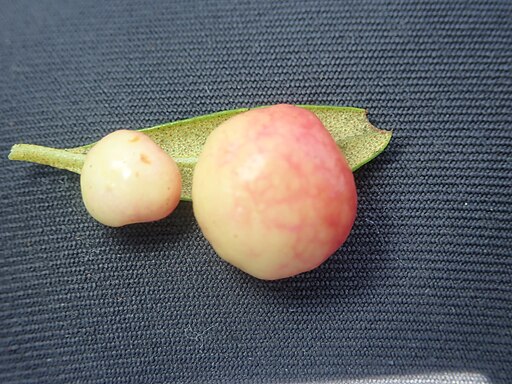 Alpenrosen-Nacktbasidie, Exobasidium rhododendri