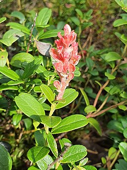 Andromeda-Nacktbasidie, Exobasidium vaccinii