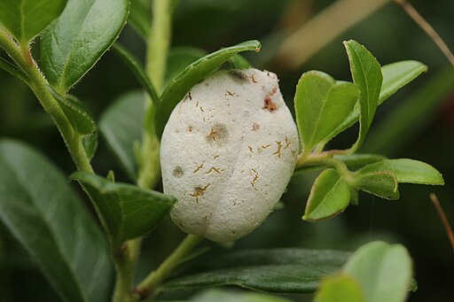 Andromeda-Nacktbasidie, Exobasidium vaccinii