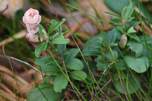 Andromeda-Nacktbasidie, Exobasidium vaccinii