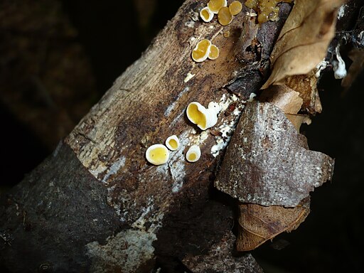 Gelbweißer Gallertbecher, Femsjonia peziziformis