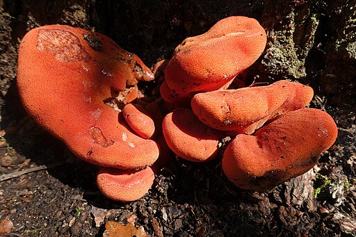 Eichen-Leberreischling, Fistulina hepatica