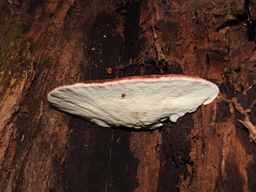Eichen-Leberreischling, Fistulina hepatica