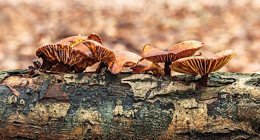 Gemeiner Samtfußrübling, Flammulina velutipes