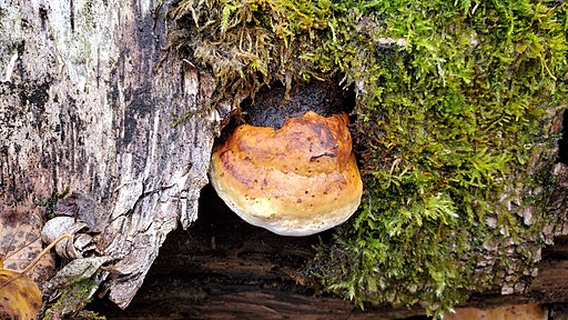 Zunderschwamm, Fomes fomentarius