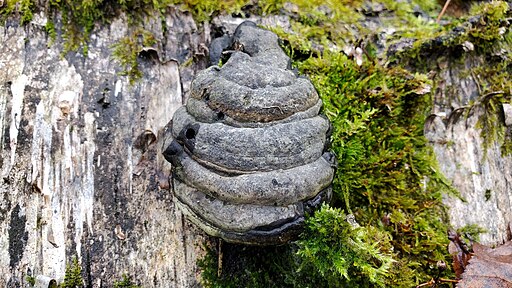 Zunderschwamm, Fomes fomentarius
