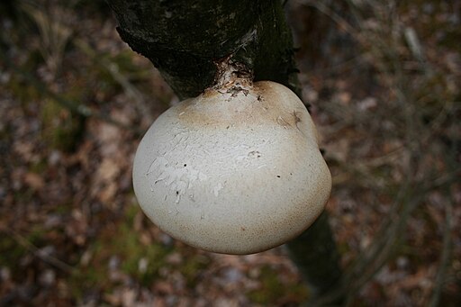 Birkenporling, Fomitopsis betulina