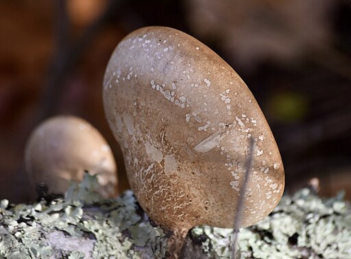 Birkenporling, Fomitopsis betulina