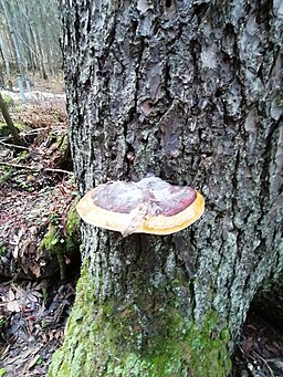 Rotrandiger Baumschwamm, Fomitopsis pinicola