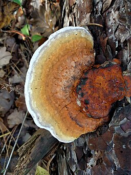 Rotrandiger Baumschwamm, Fomitopsis pinicola