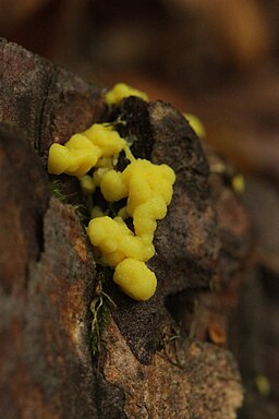 Gelbe Lohblüte, Fuligo septica