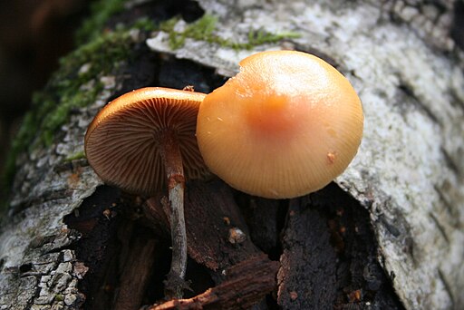 Gift-Häubling, Galerina marginata