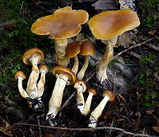 Gift-Häubling, Galerina marginata