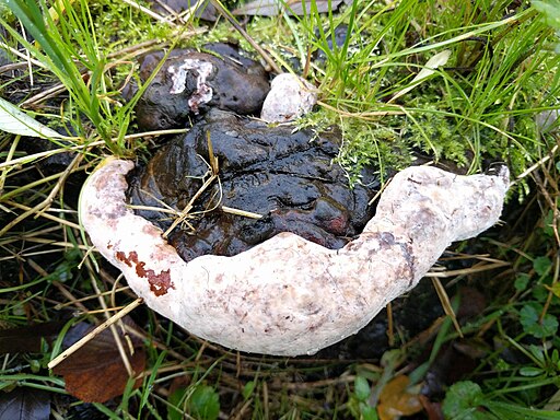 Wulstiger Lackporling, Ganoderma adspersum