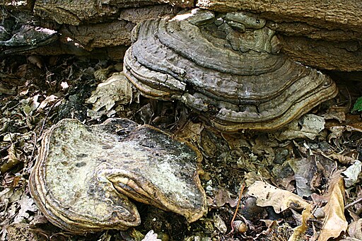 Flacher Lackporling, Ganoderma applanatum