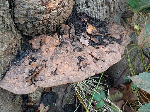 Flacher Lackporling, Ganoderma applanatum