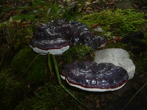 Dunkler Lackporling, Ganoderma carnosum