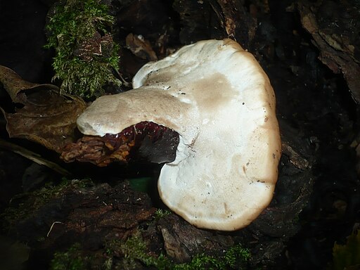Dunkler Lackporling, Ganoderma carnosum