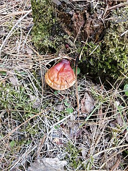 Glänzender Lackporling, Ganoderma lucidum