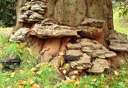 Kupferroter Lackporling, Ganoderma pfeifferi