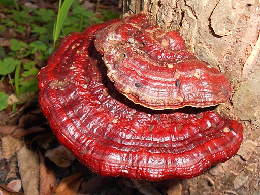 Kupferroter Lackporling, Ganoderma pfeifferi
