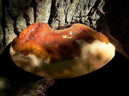 Harziger Lackporling, Ganoderma resinaceum