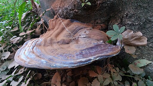 Harziger Lackporling, Ganoderma resinaceum
