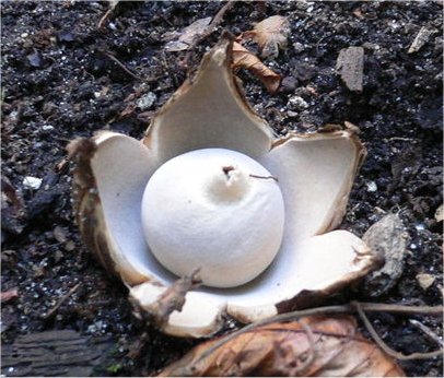 Gewimperter Erdstern, Geastrum fimbriatum