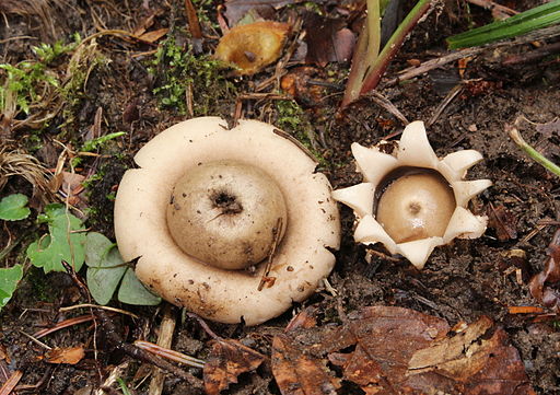 Gewimperter Erdstern, Geastrum fimbriatum