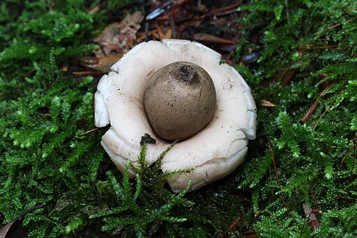 Gewimperter Erdstern, Geastrum fimbriatum