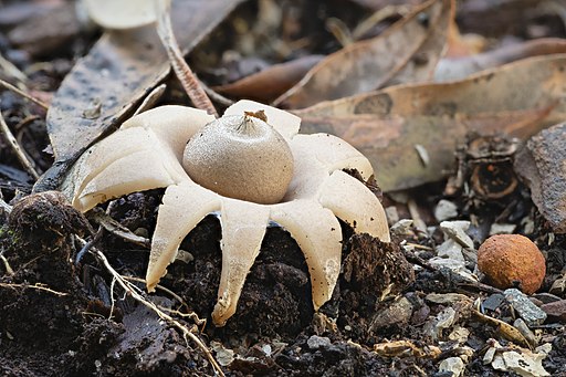 Halskrausen-Erdstern, Geastrum michelianum