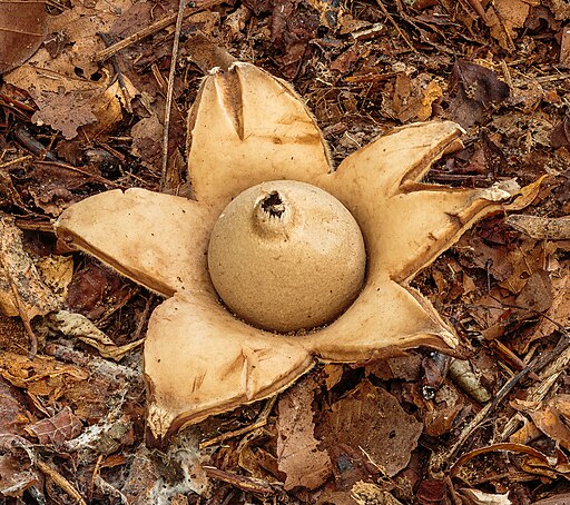 Halskrausen-Erdstern, Geastrum michelianum