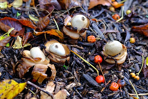 Halskrausen-Erdstern, Geastrum michelianum