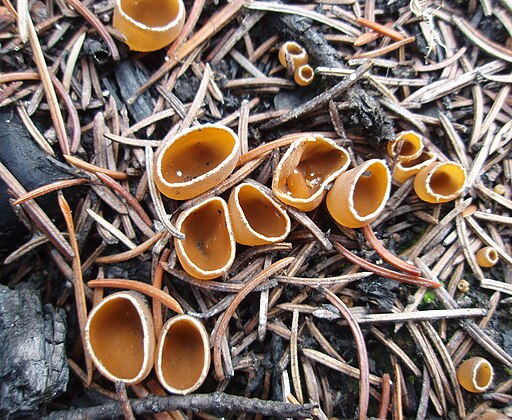 Gemeiner Kohlenbecherling, Geopyxis carbonaria