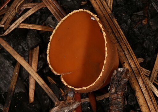 Gemeiner Kohlenbecherling, Geopyxis carbonaria